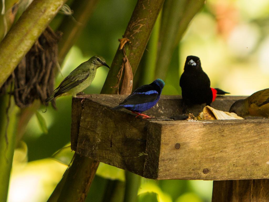 Finca Verde Lodge Bijagua Kültér fotó