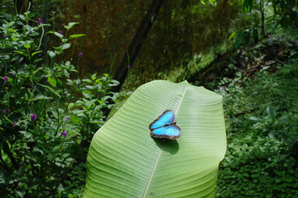 Finca Verde Lodge Bijagua Kültér fotó