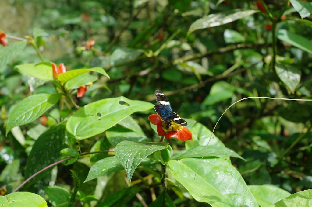 Finca Verde Lodge Bijagua Kültér fotó