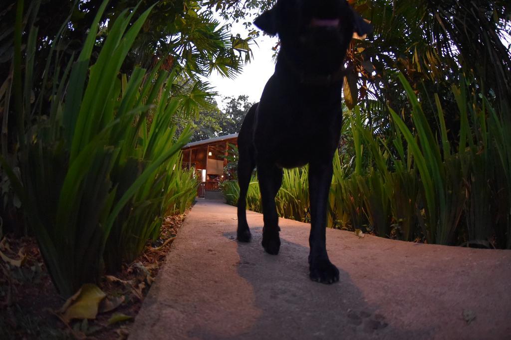 Finca Verde Lodge Bijagua Kültér fotó