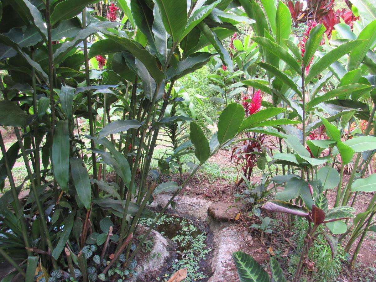 Finca Verde Lodge Bijagua Kültér fotó