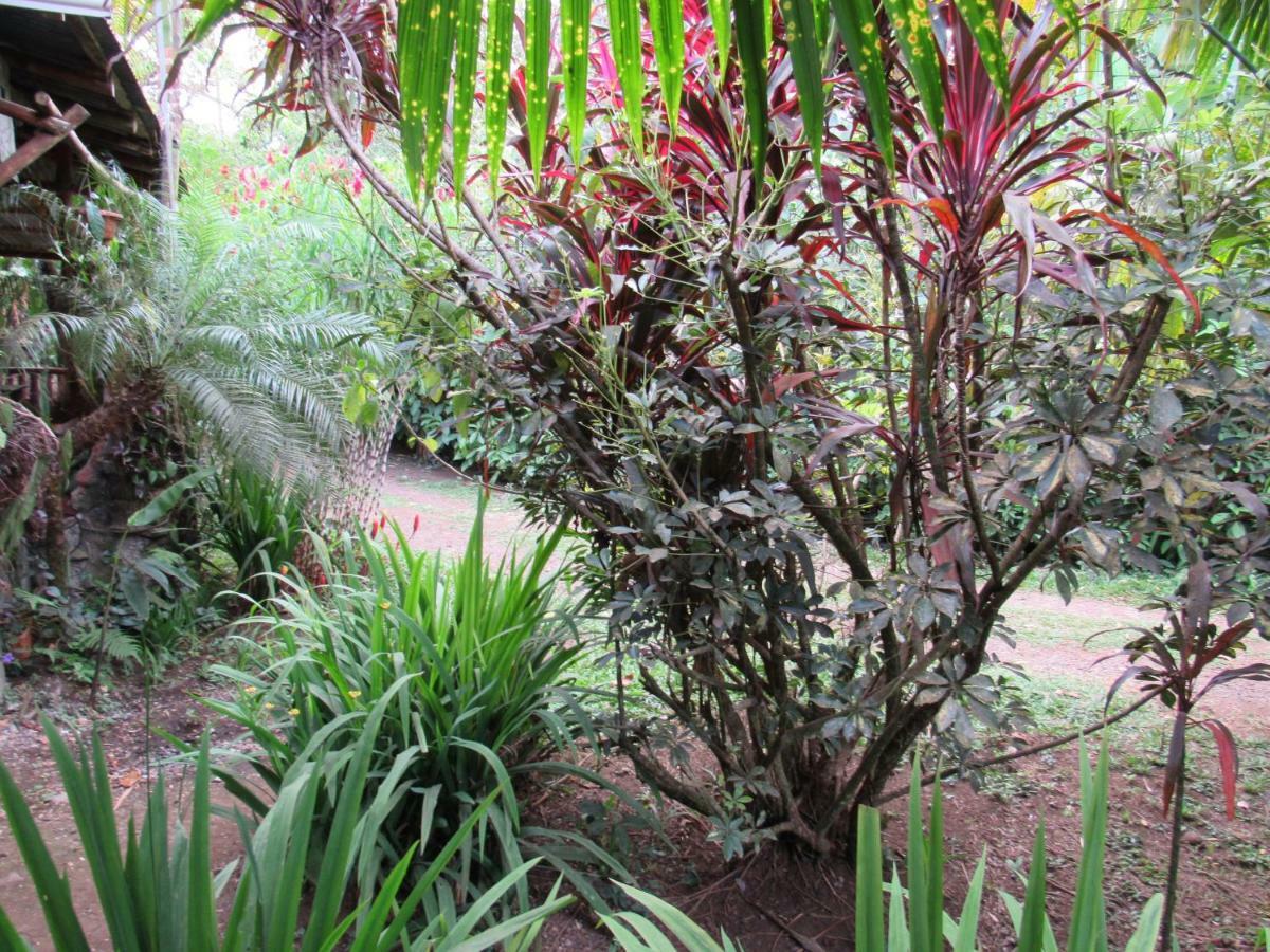 Finca Verde Lodge Bijagua Kültér fotó